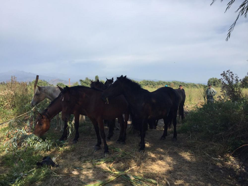 En Chimbarongo recuperan doscientos caballos robados - El Marino