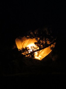 Un globo luz (o globo de los deseos) incrustado en un centenario árbol del parque Ross.