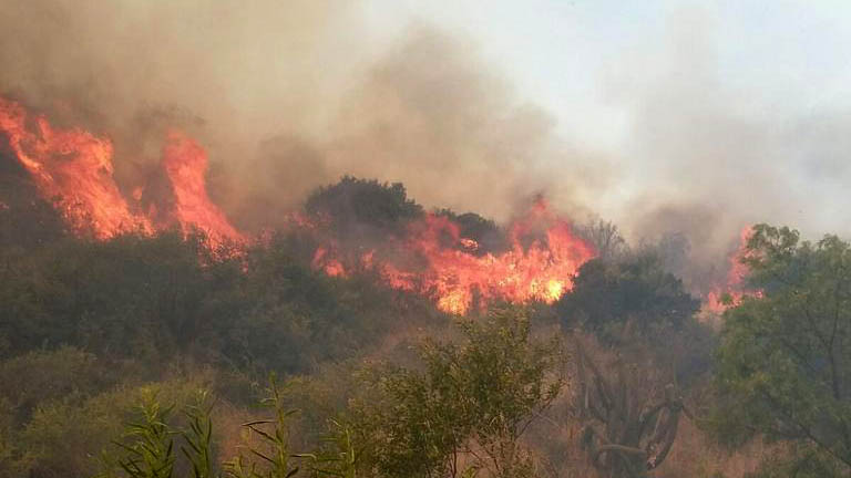 Incendio en Litueche forestal enero 2016