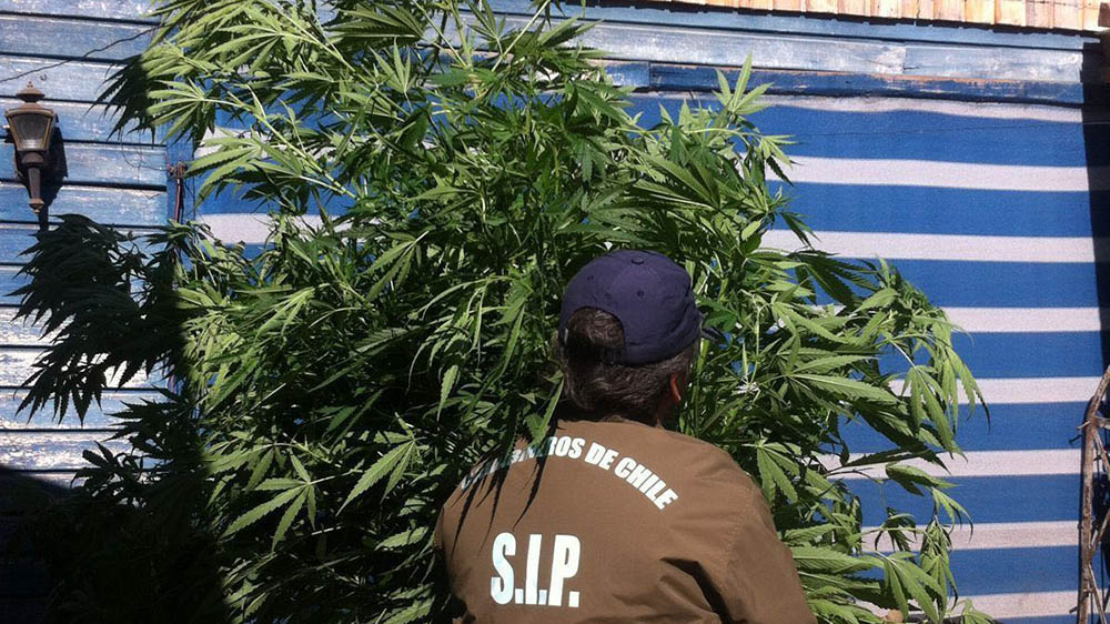 Plantas de cannabis El Villorrio enero 2016
