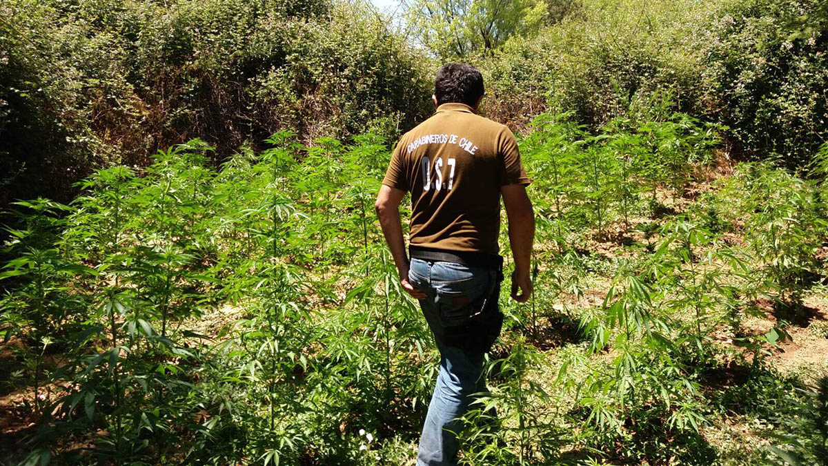 plantación marihuana Pichilemu diciembre de 2015