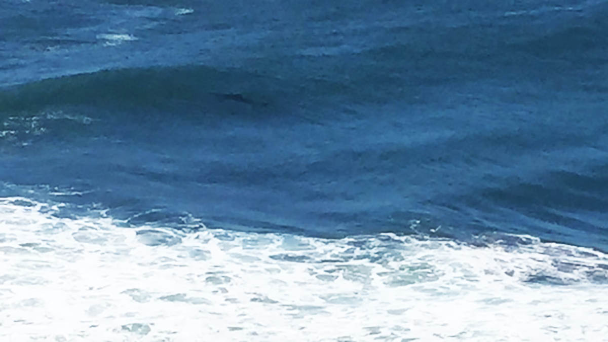 tiburon punta lobos nov 2015